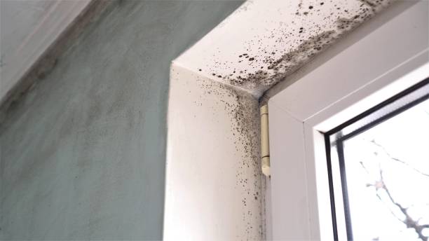 Best Mold Remediation  in Candor, NC