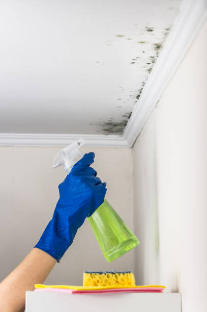 Mold Removal and Inspection in Candor, NC